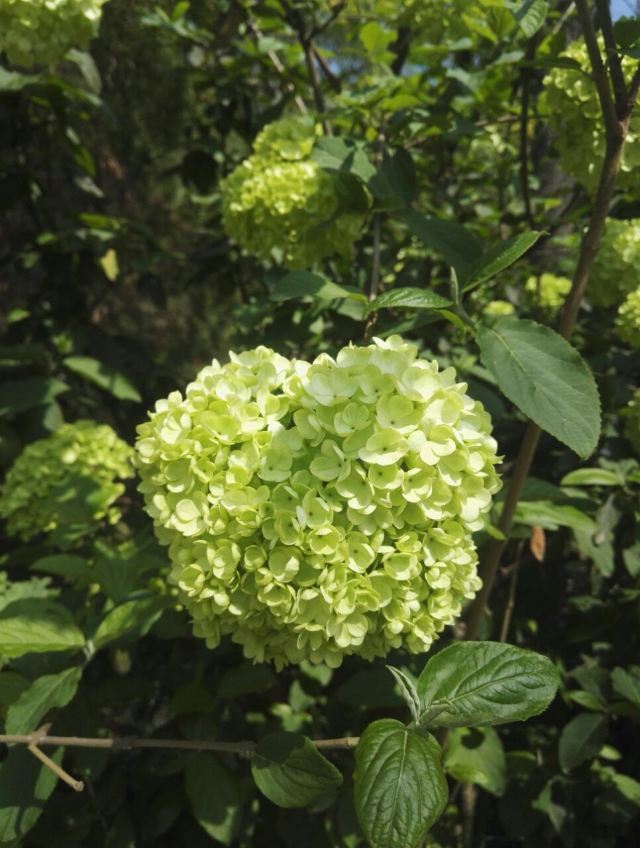 만화좡위완(만화장원)