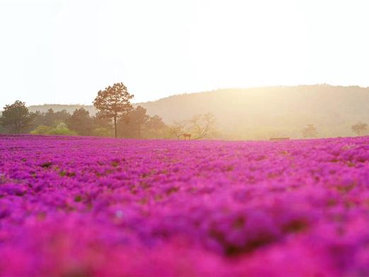芝樱小镇