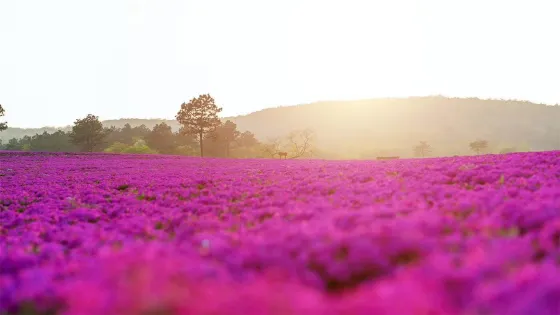 芝櫻小鎮