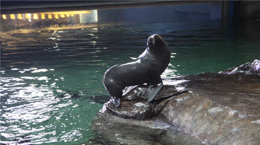 曲江海洋極地公園