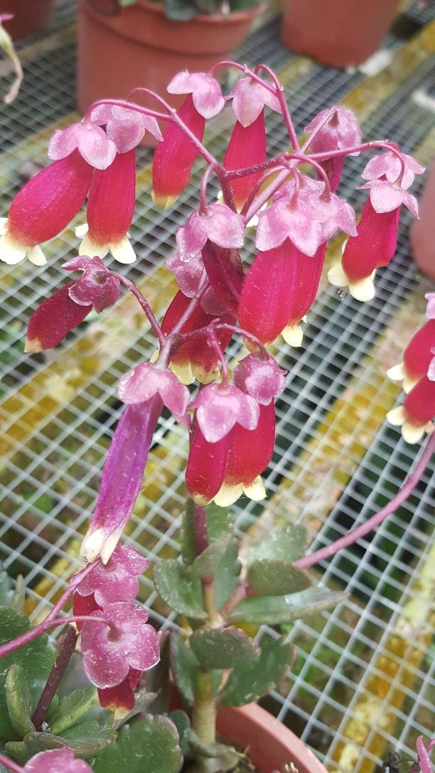 金馬倫高原薰衣草園
