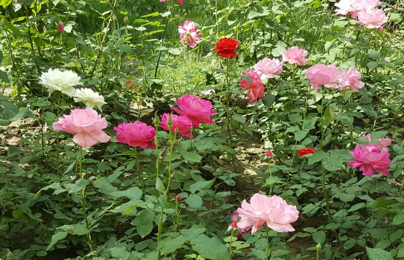 小区五月花