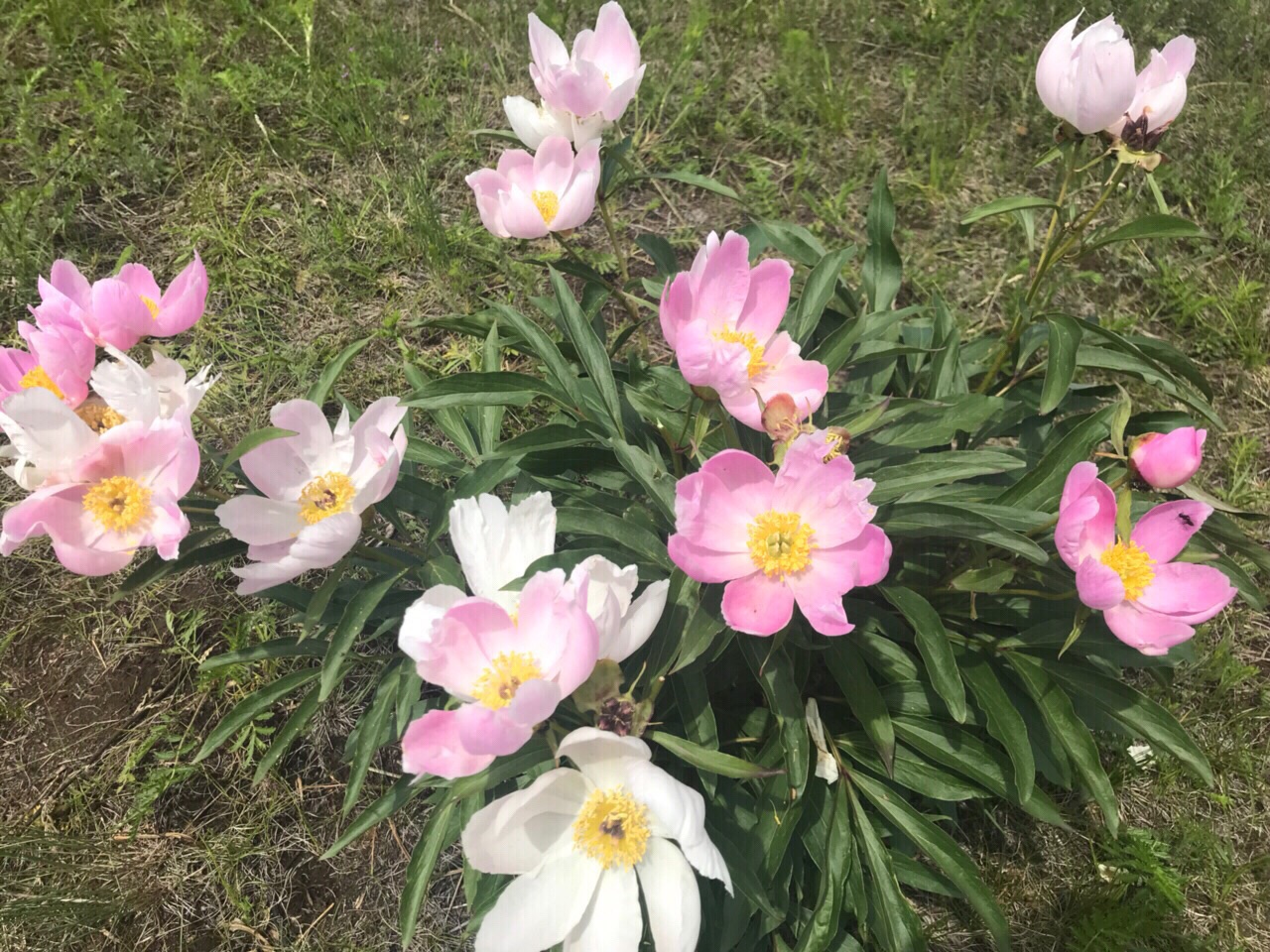 呼伦贝尔大草原