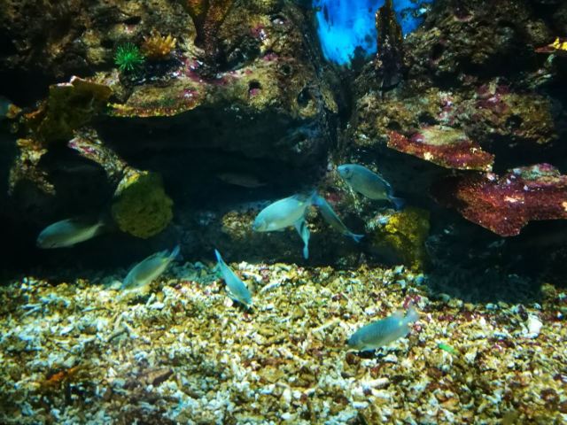 Nanchong Polar Ocean World