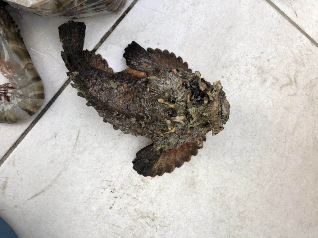 石头鱼的鱼皮可以吃吗,石光皮鱼怎么吃,石头鱼_大山谷图库