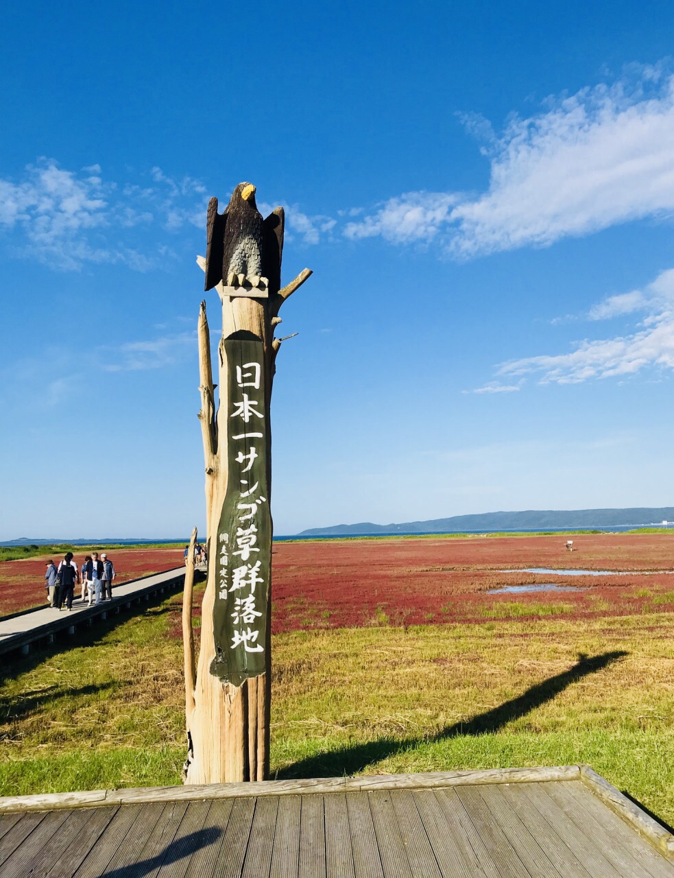 秋天带你去北海道能取湖边看那红红的珊瑚草