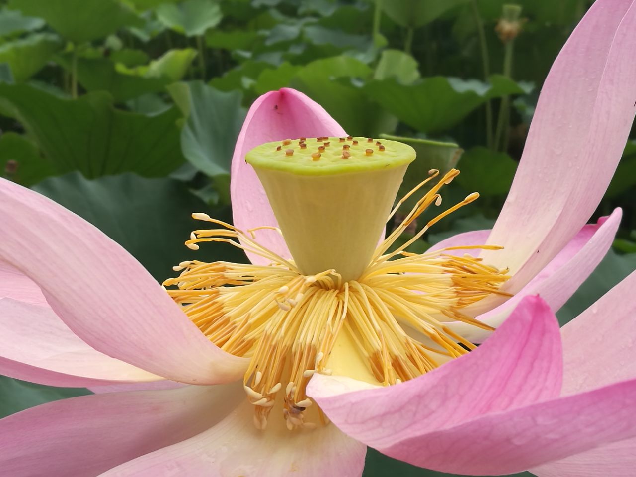 热河泉