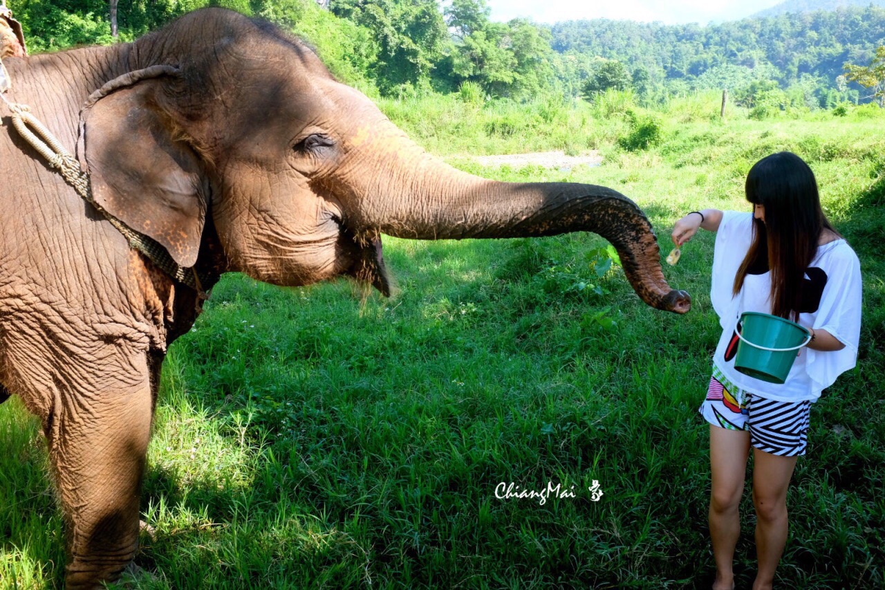 「泰国必体验」与大象宝宝亲密接触（含喂食洗澡）