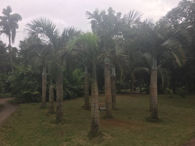 Jinniuling Park