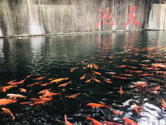 千島湖東南湖區景區