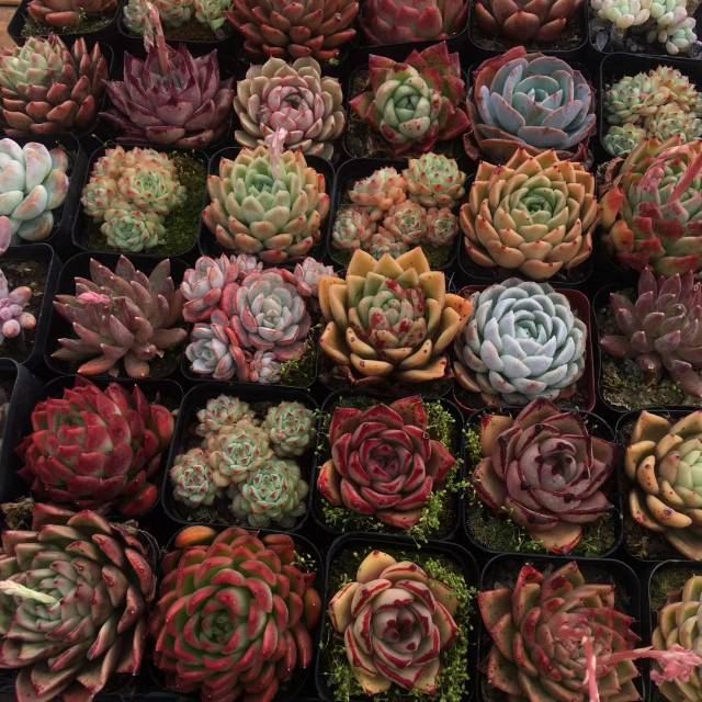 上海景天阁多肉植物大棚攻略 上海景天阁多肉植物大棚门票 攻略 地址 图片 门票价格 携程攻略