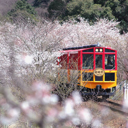 日本京都府岚山+日本京都府三千院+岚山嵯峨野观光小火车一日游