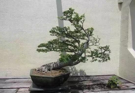 美國植物園