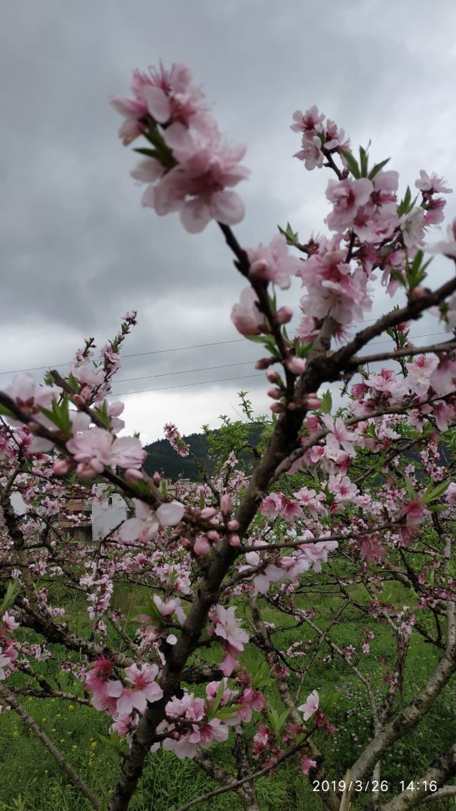 九峰镇花海旅行图片 5