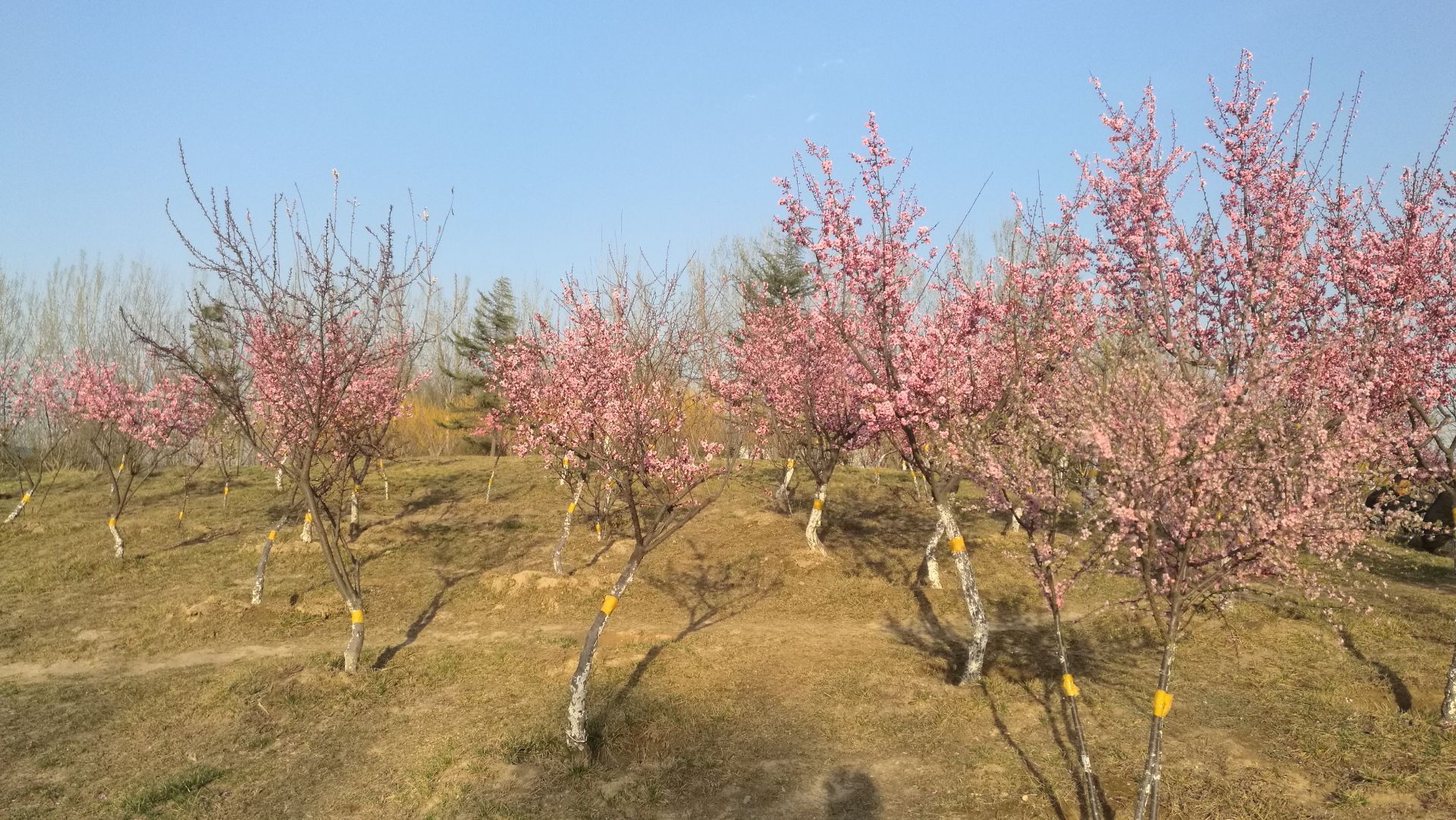 白羊山风景区