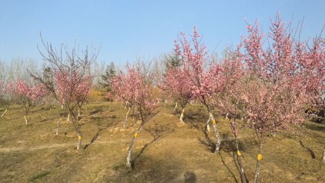 白羊山风景区旅行图片 1