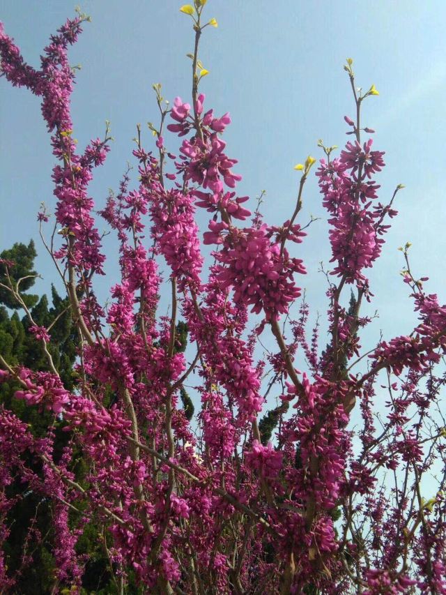樱花园旅行图片 2