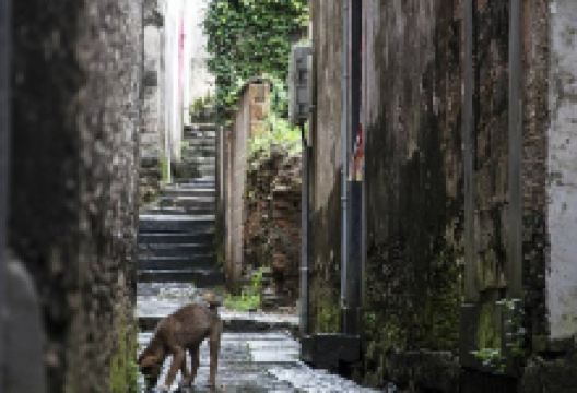 步步高升巷景点图片