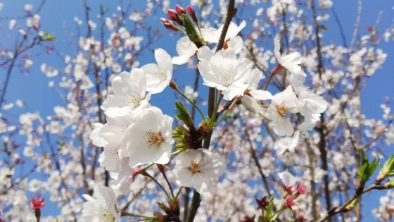 樂清市清和公園