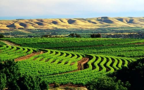 Barossa