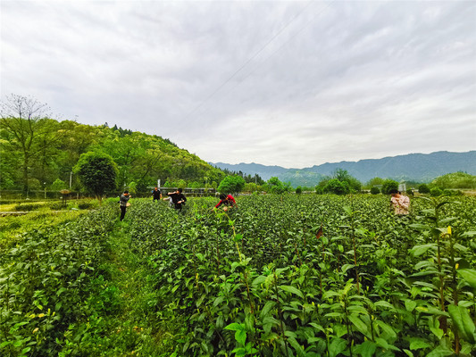 安徽石台以茶为媒，打造中国原生态最美山乡精品茶旅线路