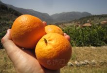 Ecovinyassa景点图片