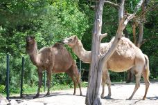 罗杰威廉斯公园动物园-普罗维登斯