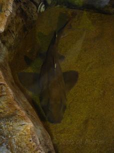 Texas State Aquarium-科珀斯克里斯蒂