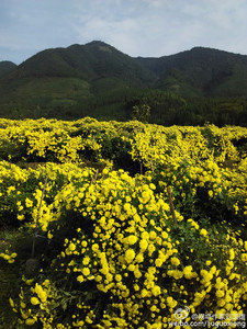 全州游记图文-桂林全州那壮观得令人叹为观止的龙菊