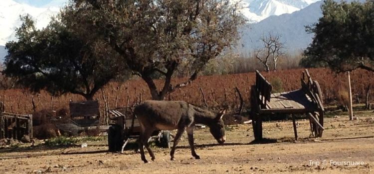 Resultado de imagen para animales cabaña caprina