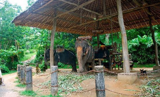 Kokchang Safari Elephant Trekking Tickets Deals Reviews