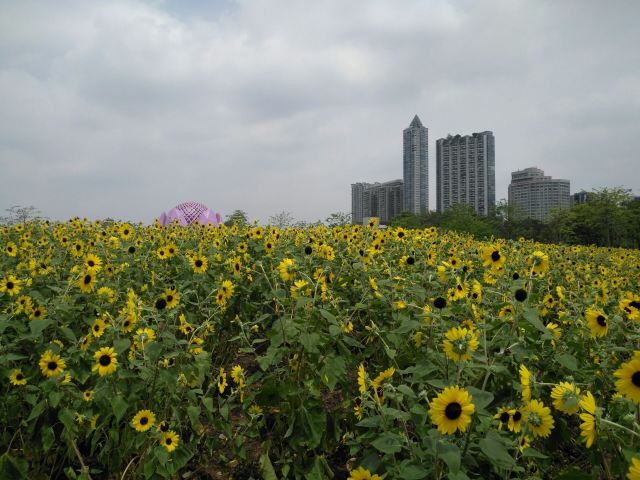 Hongcheng Park (East Gate)