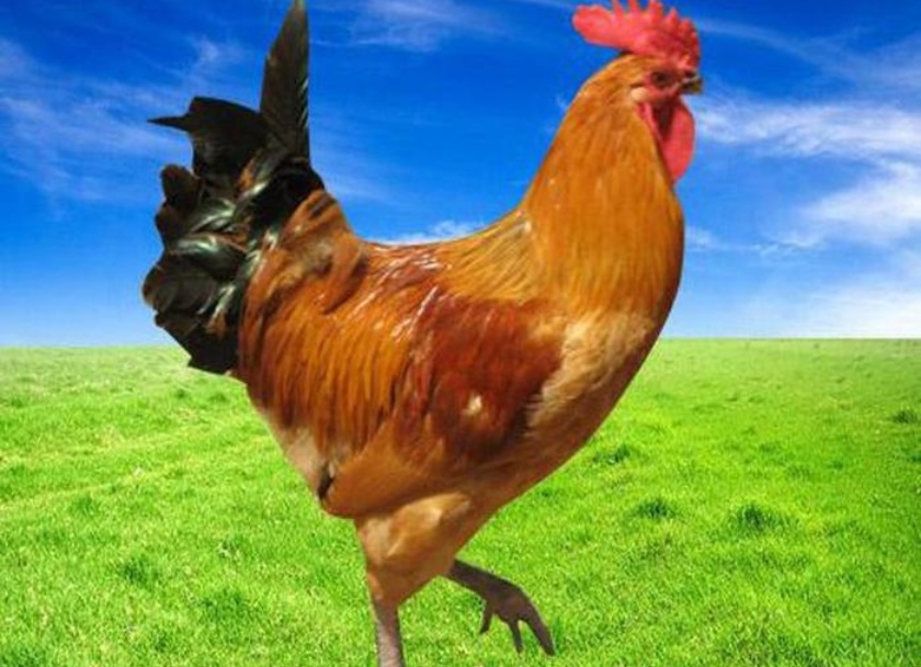 南山兄弟烤全羊