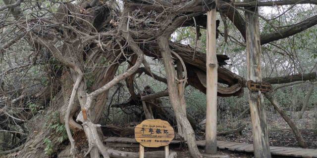 天山神木园旅行图片 4