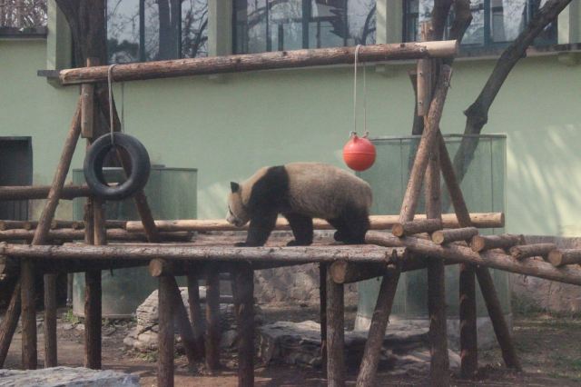 Shanghai Wild Animal Park