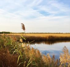 南大港湿地-黄骅-YoYo_1W1C9A7C