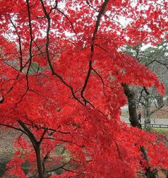弘前市游记图文-弘前的红叶，真红叶，真红---青森自由行之1