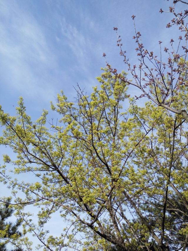 青岛市海泊河公园旅行图片 2