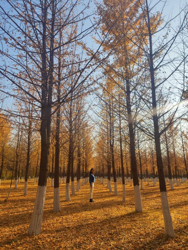 东坝公园旅行图片 3