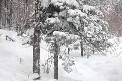 雪乡游记图片] 北国风光篇之一        冰雪之韵