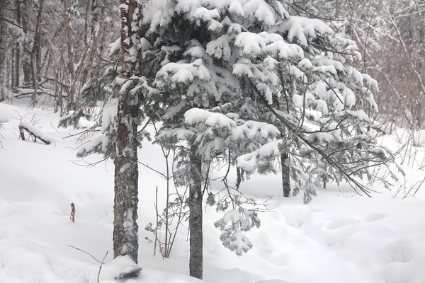 北国风光篇之一        冰雪之韵