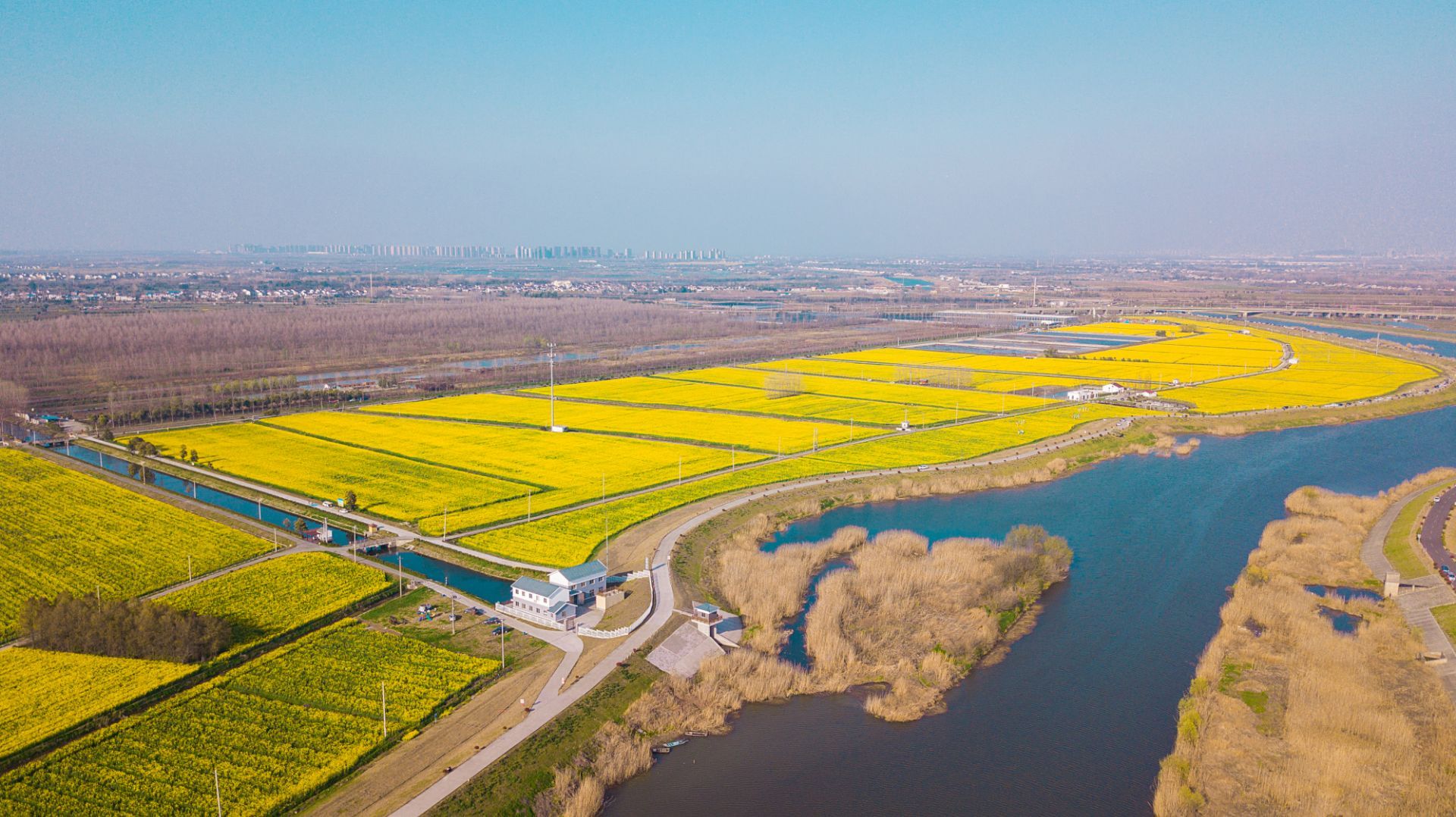 张圩油菜花海