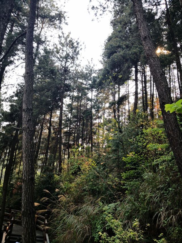 登高云山森林公园旅行图片 4