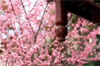 阿坝州的春天,终于刷屏了!