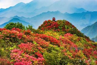 游华东最大杜鹃山，就来安徽宁国汤公岭民宿，观万亩齐放映山红！