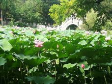 古莲花池-保定-yy去旅行