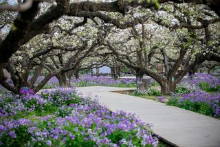 春游江淮请您来|阳春四月,和你共赏宿州好春光
