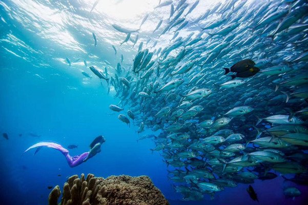 马来西亚仙本那OW考证+诗巴丹完美攻略