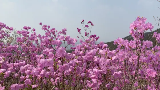 岫岩黃嶺映山紅景區