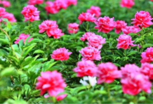 芍药谷景区景点图片